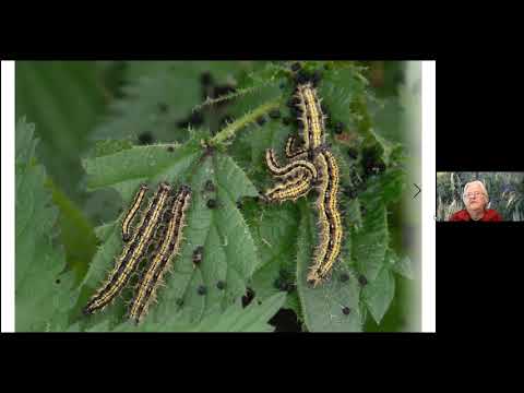 I fjärilens tid - följ med på en fjärilsutflykt