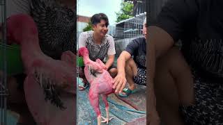 Download lagu Pakhoy 12 M Rubbi Chicken is very unique mp3