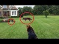 German Shepherd saves a Chihuahua from coyote!!!