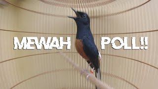 Download lagu Pancingan PAGI 100% EMOSI dengan Murai Batu GACOR Isian CENDET KAPAS TEMBAK KENARI LB GEREJA TARUNG mp3 Download lagu Pancingan PAGI 100% EMOSI dengan Murai Batu GACOR Isian CENDET KAPAS TEMBAK KENARI LB GEREJA TARUNG mp3
