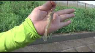 ハゼ&手長エビ釣りDVDトレーラー