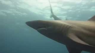 preview picture of video 'ALP + BLUE RASH + CRAZY HORSE DIVERS - SHARK DIVING'