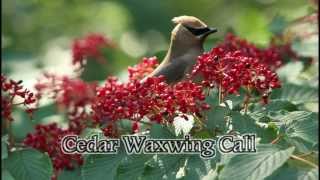 Cedar Waxwing Call