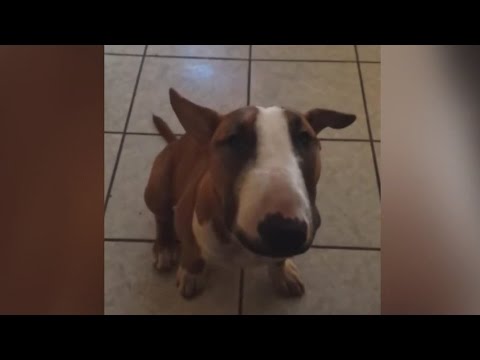 Dog begs for food in a funny way