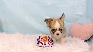 チワワ(ロング)の動画01