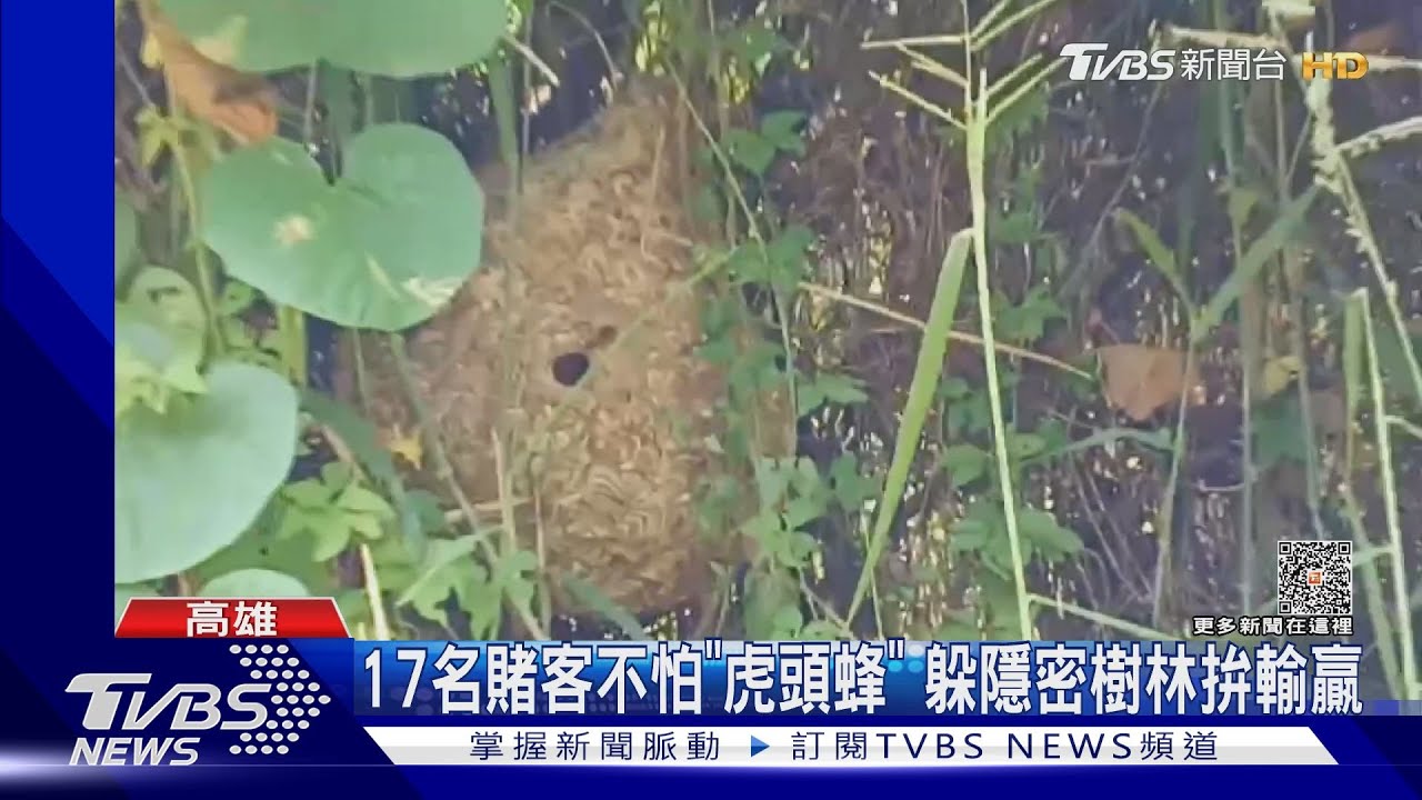 拿命賭!17名賭客不怕虎頭蜂 在旁:「嗡嗡嗡」照賭不誤