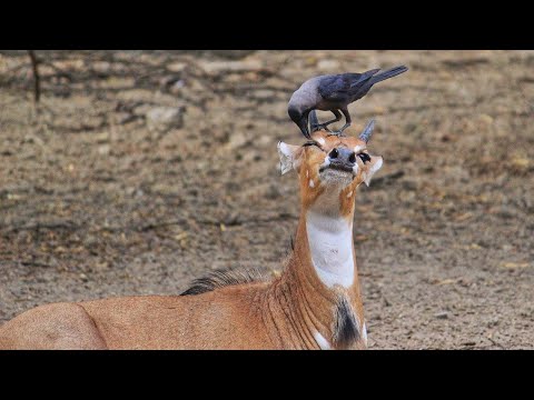 Crows removing TICKS from Deer Skin