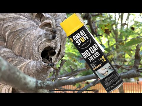 Spray foam vs hornet nest and results