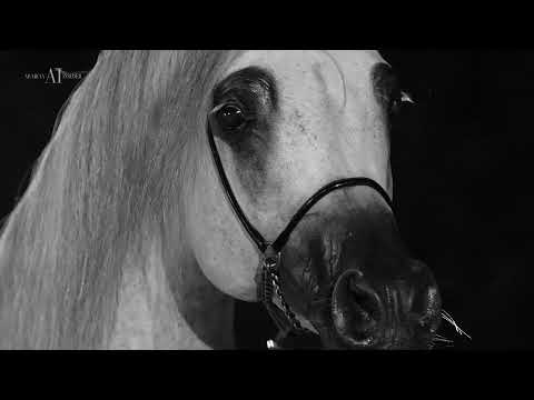 🔶 SAHM EL ARAB 🔶⁣ (WH JUSTICE x OM EL EXCELLA)⁣, 2013 Stallion