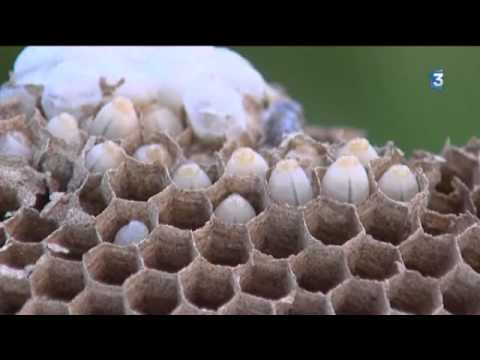 comment localiser un nid de guepes