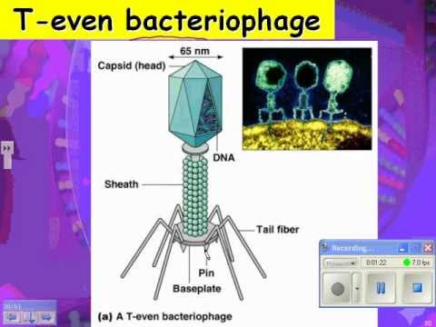 2013 HN virus 02 lytic and lysogenic cycles
