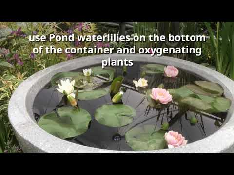 container ponds   Linda Smith - Waterside Nursery