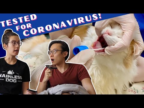 OUR CAT GOT THE CORONAVIRUS TEST! | Does our cat have COVID-19 during NYC Quarantine?!