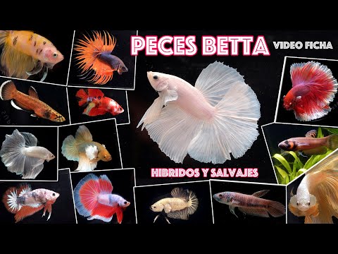 Commercial and Wild Hybrid Betta Fish - Care Video