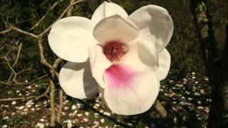 Magnolia Athene loretan