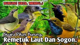 Download lagu SUARA PIKAT BURUNG REMETUK LAUT DAN SOGON. PALING AMPUH.. mp3 Download lagu SUARA PIKAT BURUNG REMETUK LAUT DAN SOGON. PALING AMPUH.. mp3