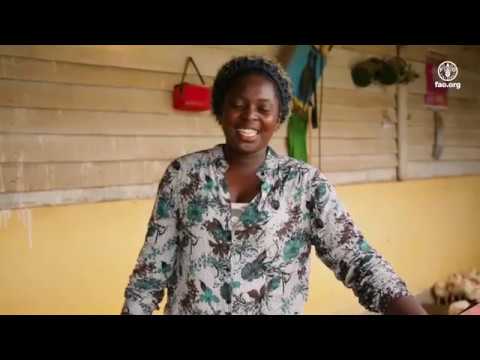 Elevage & production de poulets de chair à Oyem