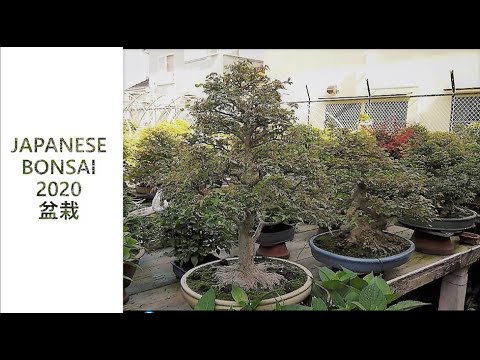 Japanese Bonsai Garden June 2020 #1 (JP)