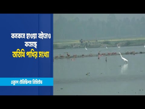 অতিথি পাখির ঝাঁক