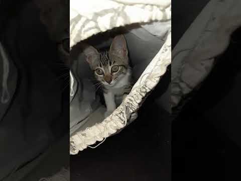El escondite de Gurrumina 😶‍🌫️ | #michis #cat #cute