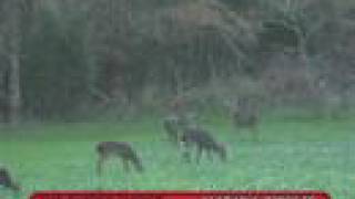 preview picture of video 'Deer Hunting Alabama, KEN REED PRODUCTIONS'