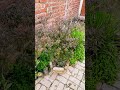 Tulsi Short Tulshi