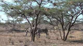 preview picture of video 'Kenia, safari fotográfico'
