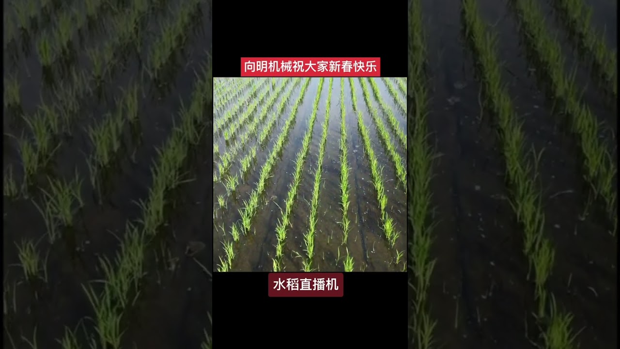 Rice direct seeding machine