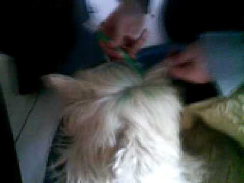 comment colorier un chien