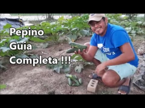 , title : 'Como Plantar Pepinos!!! Guia Completa  Hagamos un Huerto'