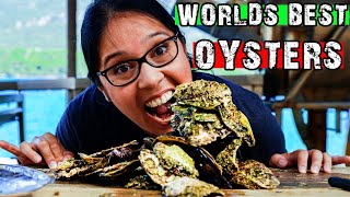 BEST OYSTERS IN THE WORLD | Ston, Land Of The Great Wall of Europe | Day Trips from Dubrovnik 🇭🇷