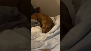 Video preview image #1 Labrador Retriever-Unknown Mix Puppy For Sale in Rustburg, VA, USA