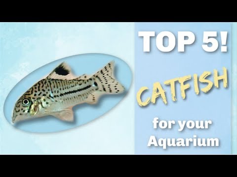 TOP 5 CATFISH FOR YOUR AQUARIUM!