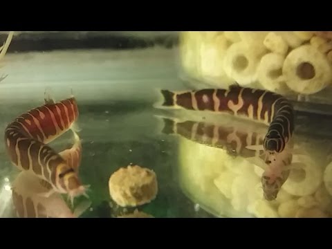 Watch Video on YouTube