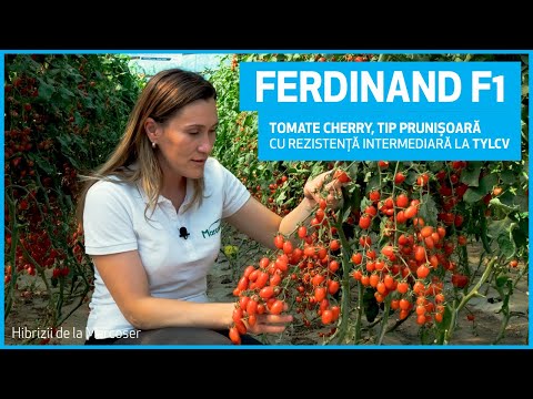 , title : 'Ferdinand F1 - Tomate cherry, tip prunișoară cu rezistență intermediară la TYLCV'