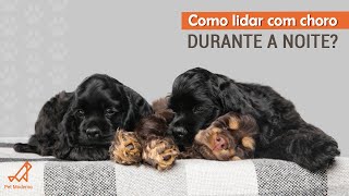 CACHORRO CHORANDO À NOITE: Como lidar com o choro noturno sem deixar o cão mal-acostumado