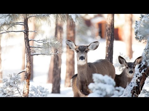 Winter Road, Instrumental Acoustic Indie/Folk Playlist, Chill Music, Open Road Folk Music