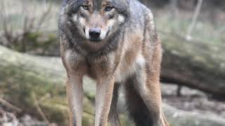 Gray wolf | Wikipedia audio article