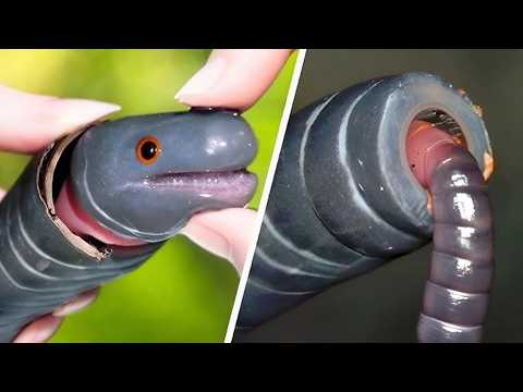 No One Talks About The Worm That Can't Be Killed, And Its Secret