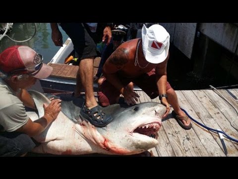 Homeless Fed 809-Pound Tiger Shark In Texas
