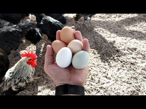 , title : 'Why Egg Farming is Always Cruel (Backyard Eggs, Etc.)'