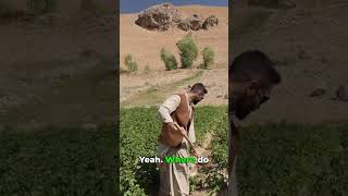 I Accidentally Became A Potato Farmer in Afghanistan!