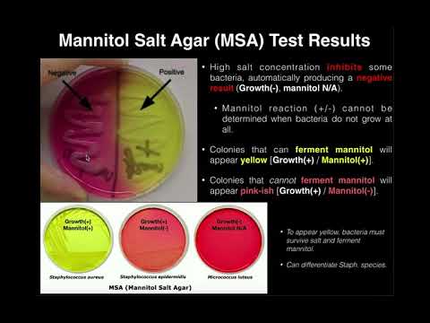 Mannitol-Kochsalz-Agar (MSA) | Ergebnisse & Theorie