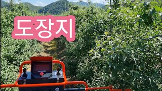 사과나무 도장지 제거하기