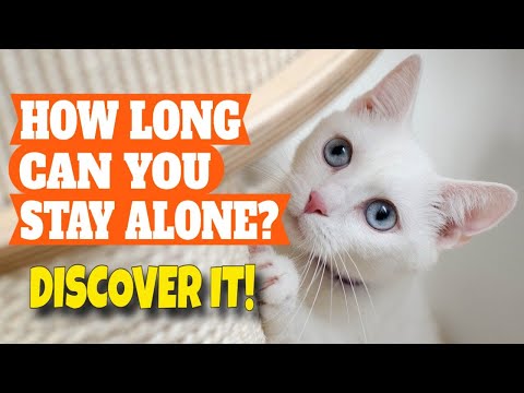 🙀¿HOW LONG Can You Leave YOUR CAT ALONE?