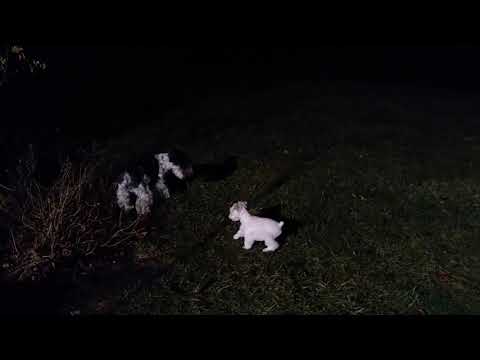 Sage the schnauzer and Gizmo