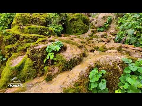 Pensiune Negoiescu - Gârda de sus