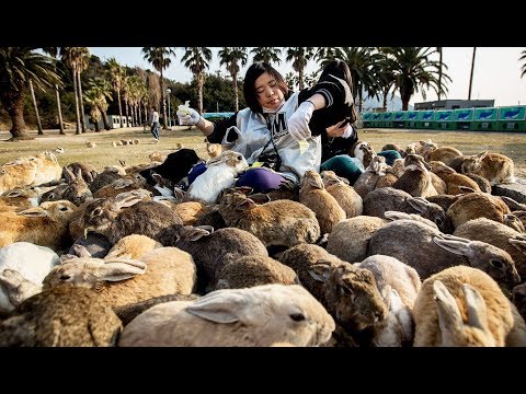 , title : 'Japon : l'île aux lapins - ZAPPING SAUVAGE'
