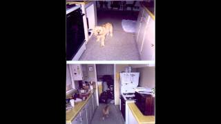 Frontier Ruckus - Careening Catalog Immemorial