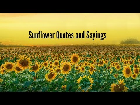 download lagu mp3 mp4 Sunflower Quotes, download lagu Sunflower Quotes gratis, unduh video klip Sunflower Quotes